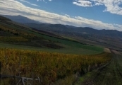 Tere-cu-vita-de-vie-arad-dealul-pancotei